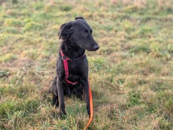 Bari, aktive Labrador Mix Hündin