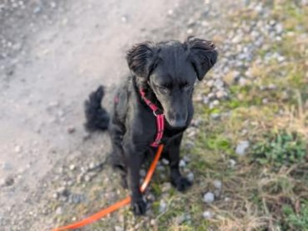 Bari, aktive Labrador Mix Hündin