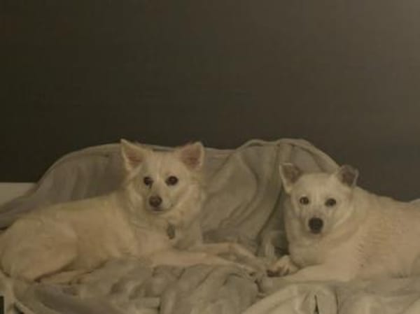 Albutu - der Schatz!