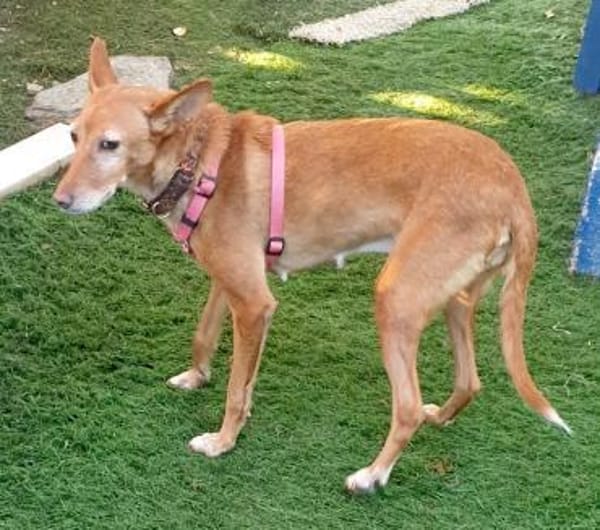 CHISPA- WARMHERZIGE SONNENSEELE