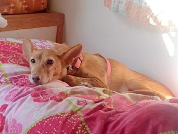 CHISPA- WARMHERZIGE SONNENSEELE