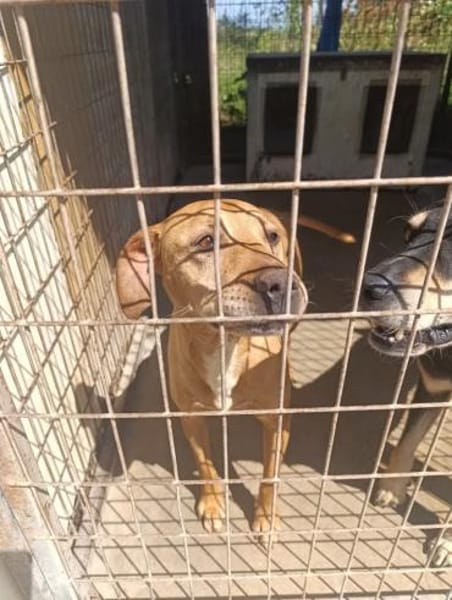 Zara liebe Hündin sucht ihre Familie