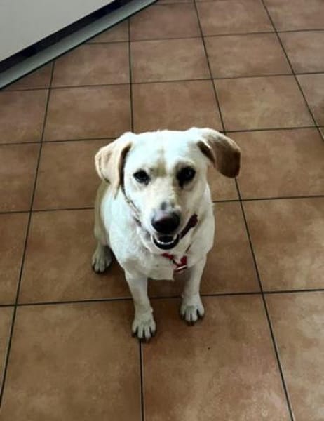 Tundra ist eine Traumhündin!