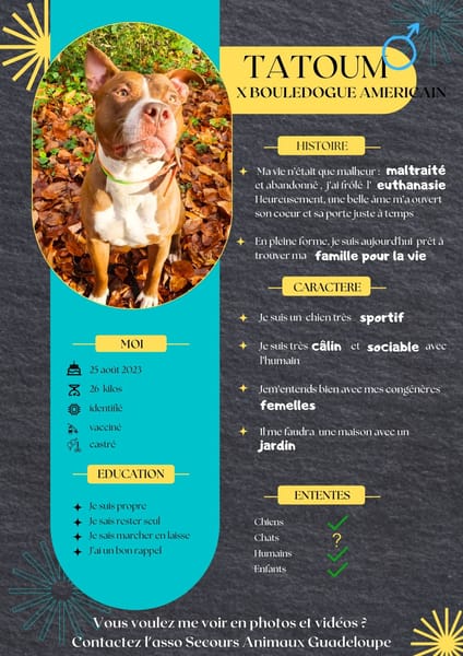 TATUM, le joueur câlin