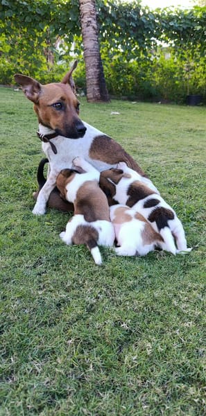 Mia la petite câline