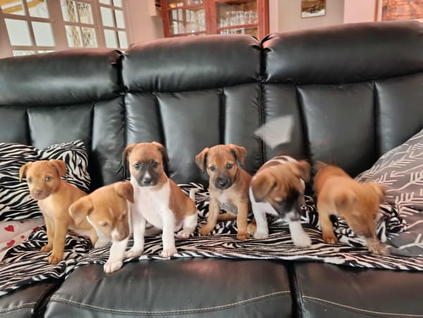 Mia la petite câline