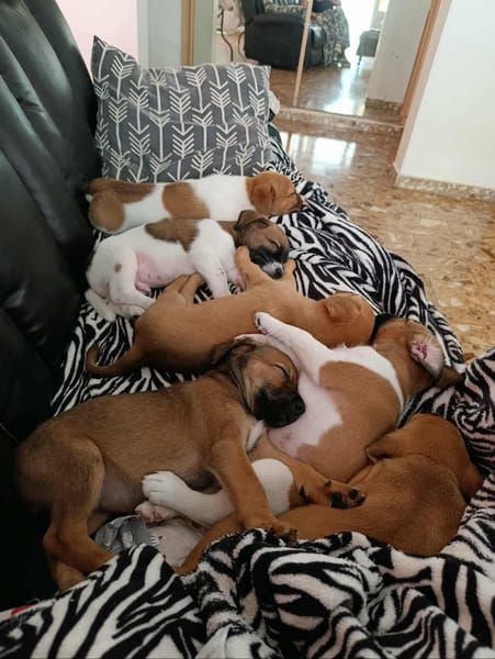 Mia la petite câline