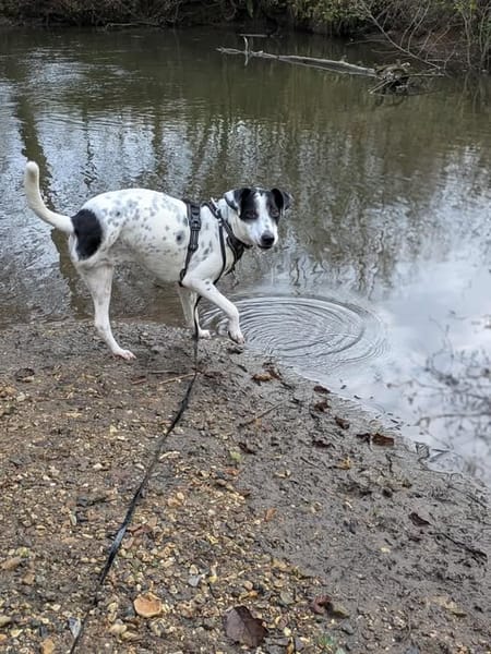 Vador l'adorable petit guerrier tripatte