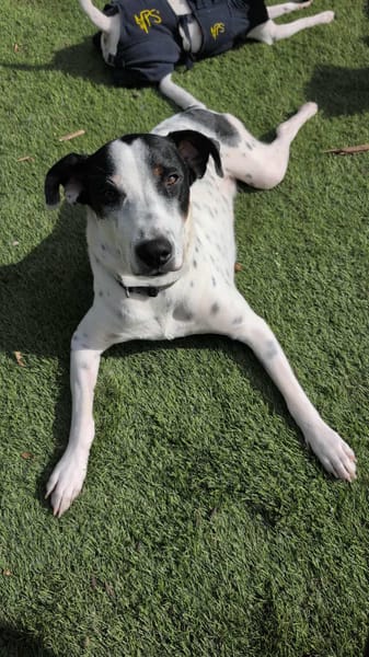 Vador l'adorable petit guerrier tripatte