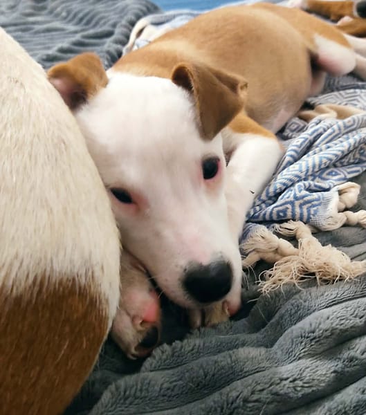 Super NOVA la petite étoile