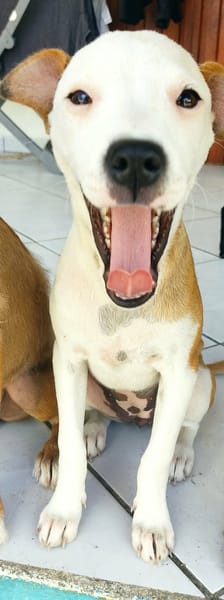 Super NOVA la petite étoile