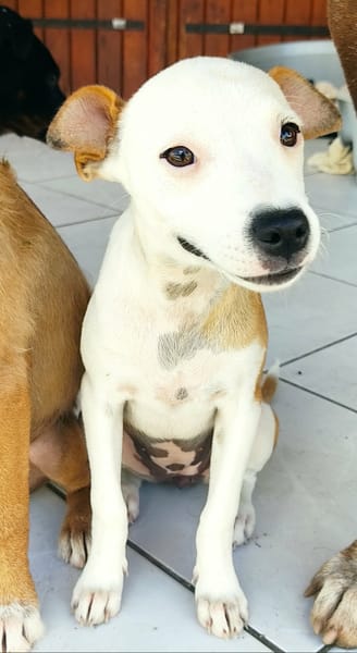 Super NOVA la petite étoile