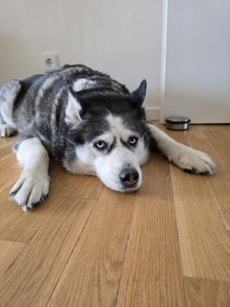 Nicky sucht eine liebevolle Familie