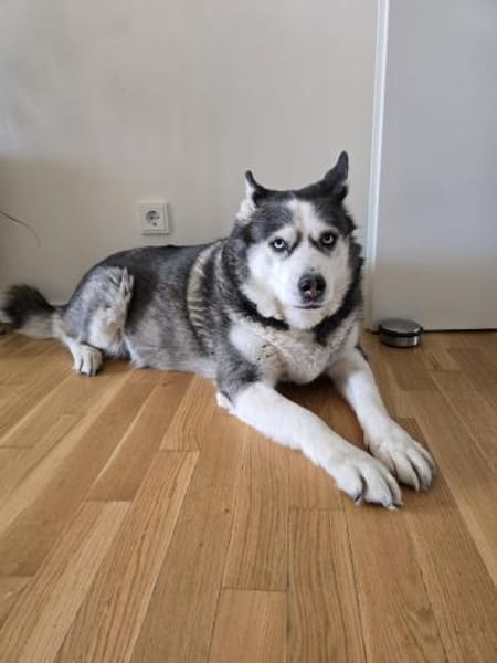 Nicky sucht eine liebevolle Familie