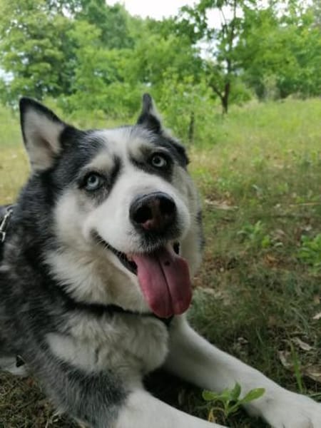 Nicky sucht eine liebevolle Familie