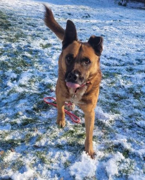 toller Schäfer-Mix Winnie (Tierschutz)