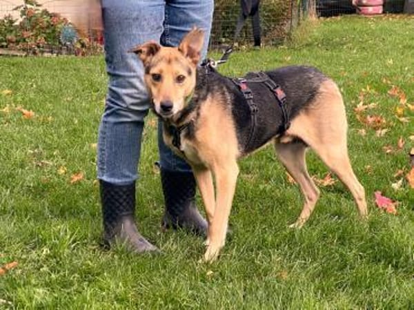 schüchterner Benny (Tierschutz)