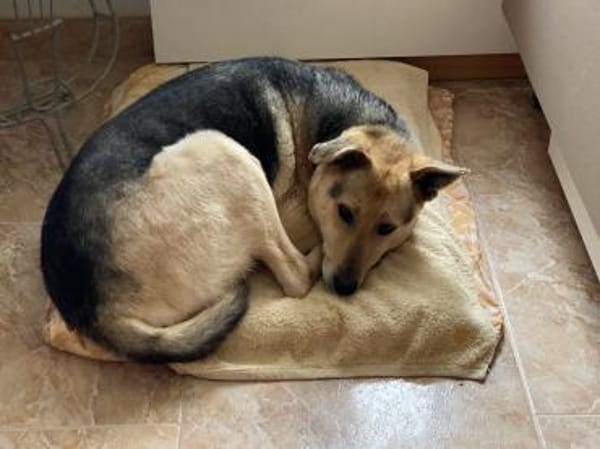 schüchterner Benny (Tierschutz)