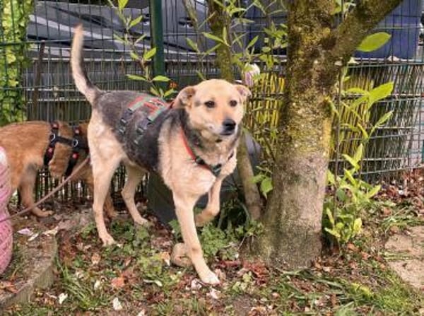 schüchterner Benny (Tierschutz)