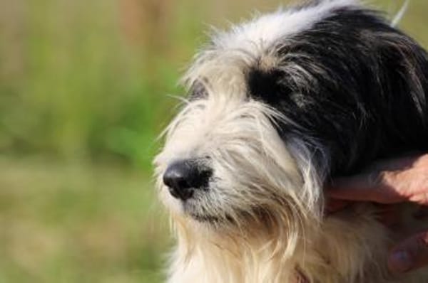 Muri - hübscher Wuschelrüde