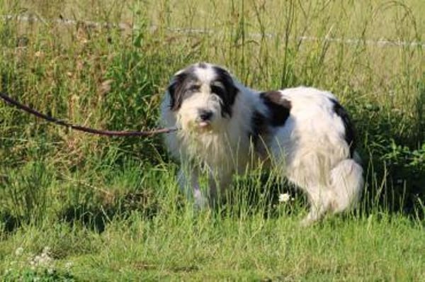 Muri - hübscher Wuschelrüde