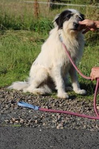 Muri - hübscher Wuschelrüde