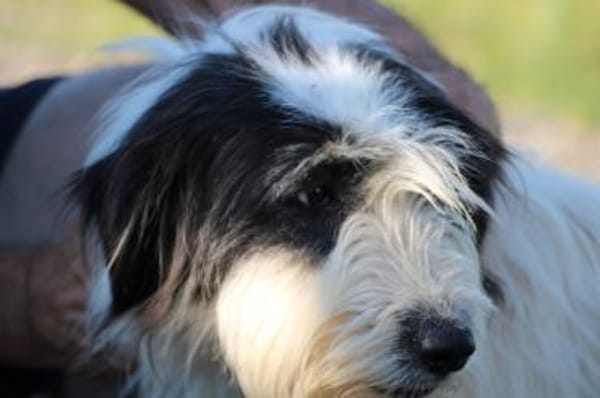 Muri - hübscher Wuschelrüde