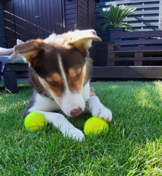 Carlos sucht sein perfektes Match