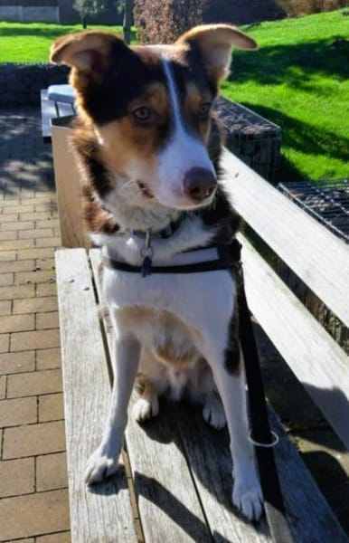 Carlos sucht sein perfektes Match