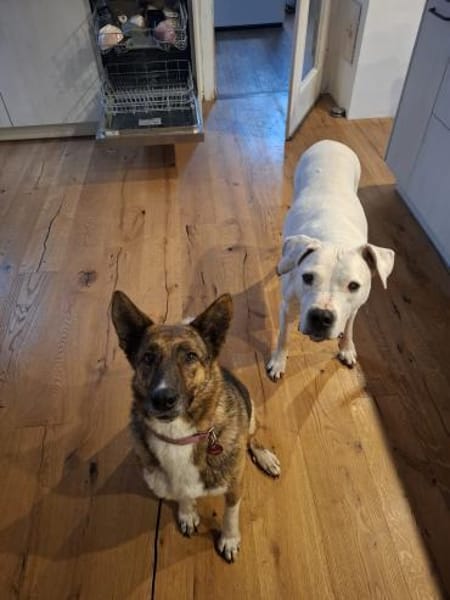 Emma sucht ein liebevolles Zuhause