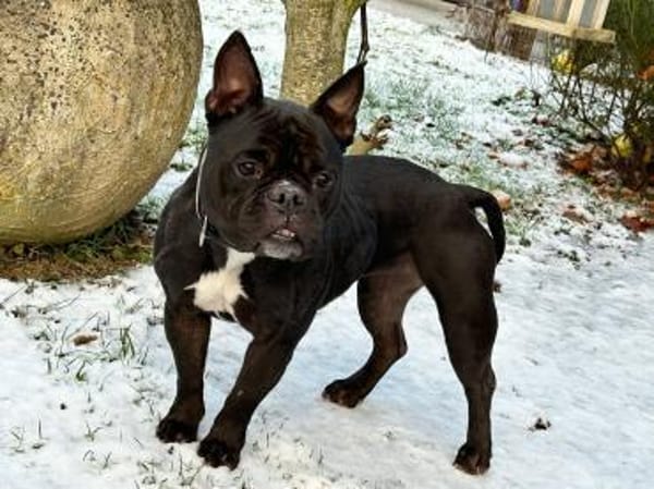 Knutschkugel Wilma (Tierschutz)