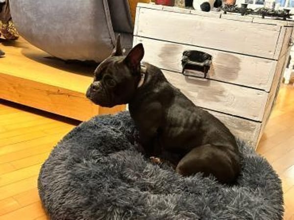 Knutschkugel Wilma (Tierschutz)