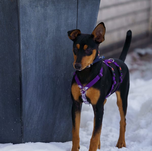 Franky2 sucht ein Zuhause