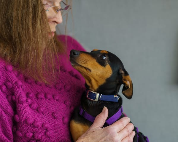 Franky2 sucht ein Zuhause