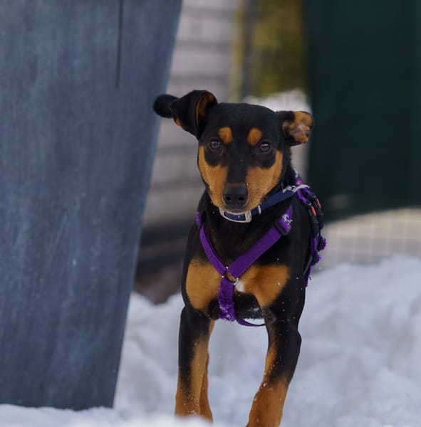 Franky2 sucht ein Zuhause