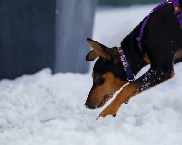 Franky2 sucht ein Zuhause