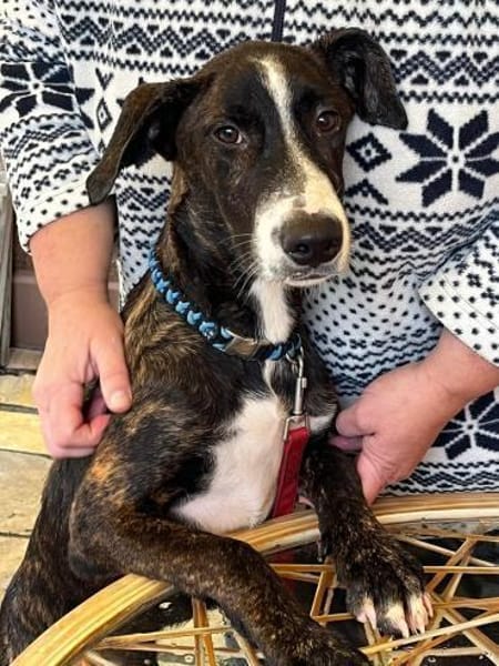 ausgeglichener Junghund (Tierschutz)