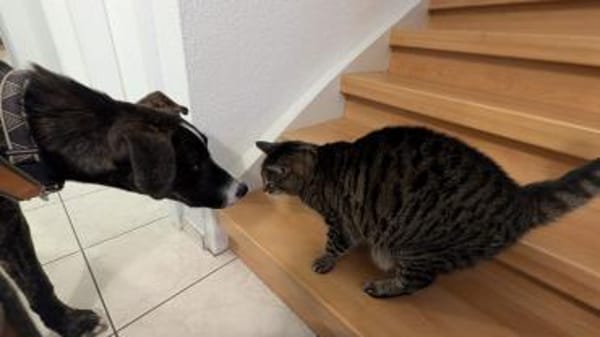 ausgeglichener Junghund (Tierschutz)