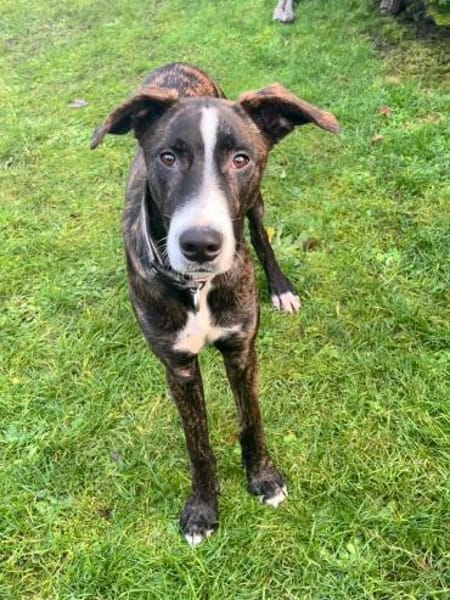 ausgeglichener Junghund (Tierschutz)