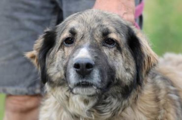 Minka - zutraulich u. kinderlieb