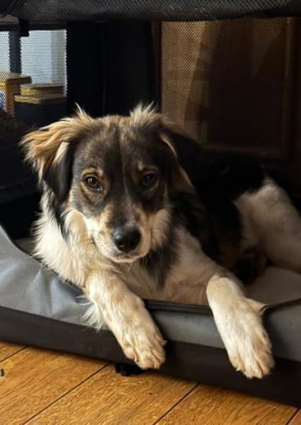 Max sucht erfahrenes zu Hause