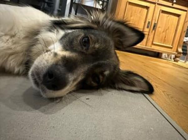 Max sucht erfahrenes zu Hause