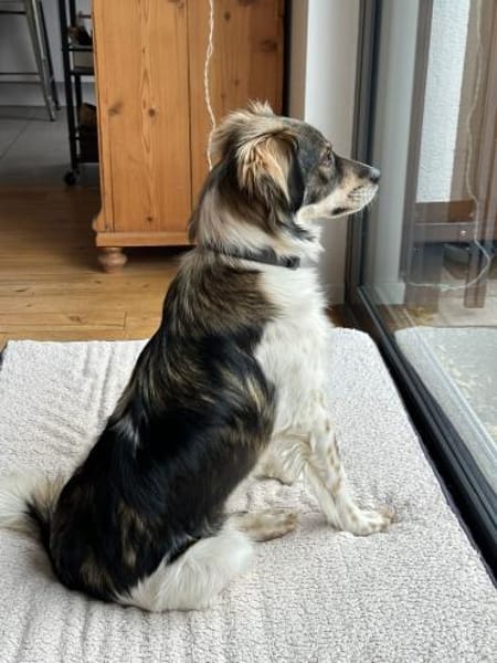 Max sucht erfahrenes zu Hause