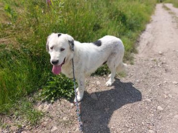 Liebevoller verträglicher Riese Sam