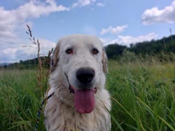 Liebevoller verträglicher Riese Sam