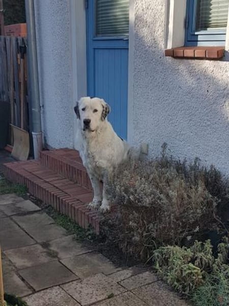 Liebevoller verträglicher Riese Sam