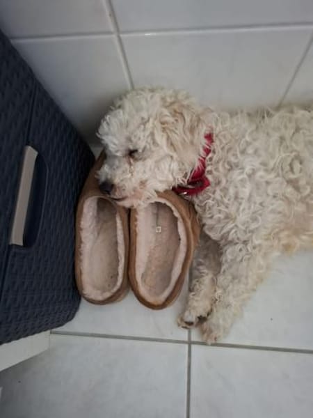 Lumpi sucht sein Für-immer-Zuhause