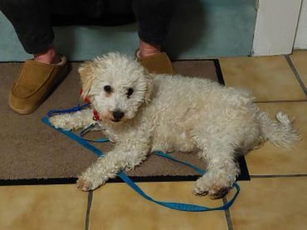 Lumpi sucht sein Für-immer-Zuhause