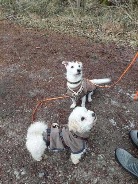 Lumpi sucht sein Für-immer-Zuhause