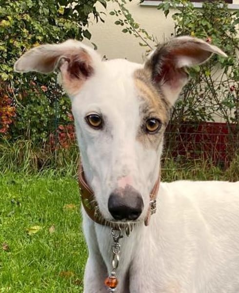 schmusiger Galgo Nanuk (Tierschutz)